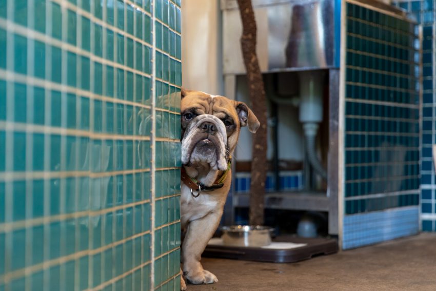 花m 京都館京都館