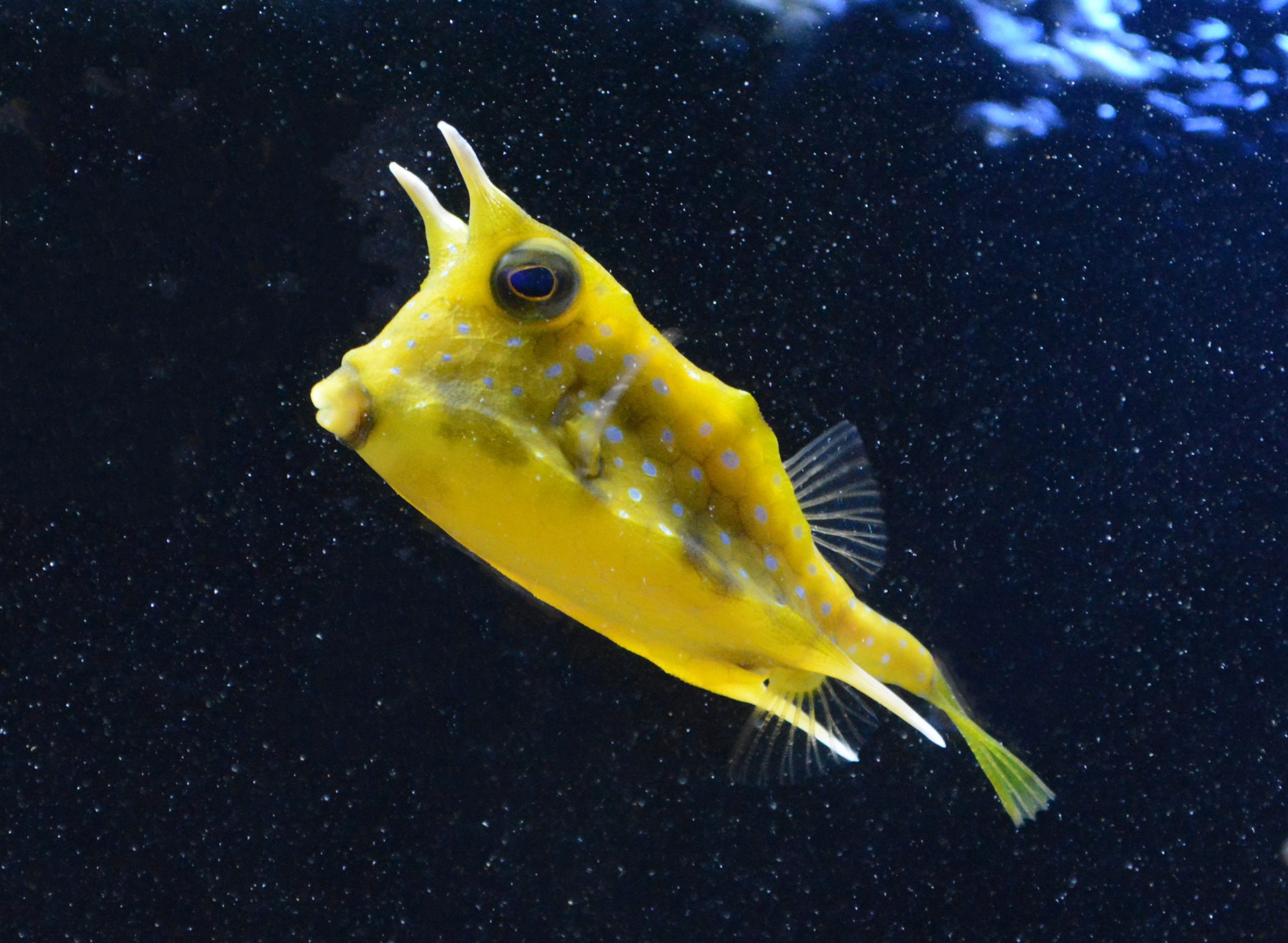 京都水族館 京都館京都館